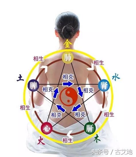 肝心脾肺腎木火土金水|中醫帶你認識五臟六腑：肝主筋、腎主骨、脾主肉、心。